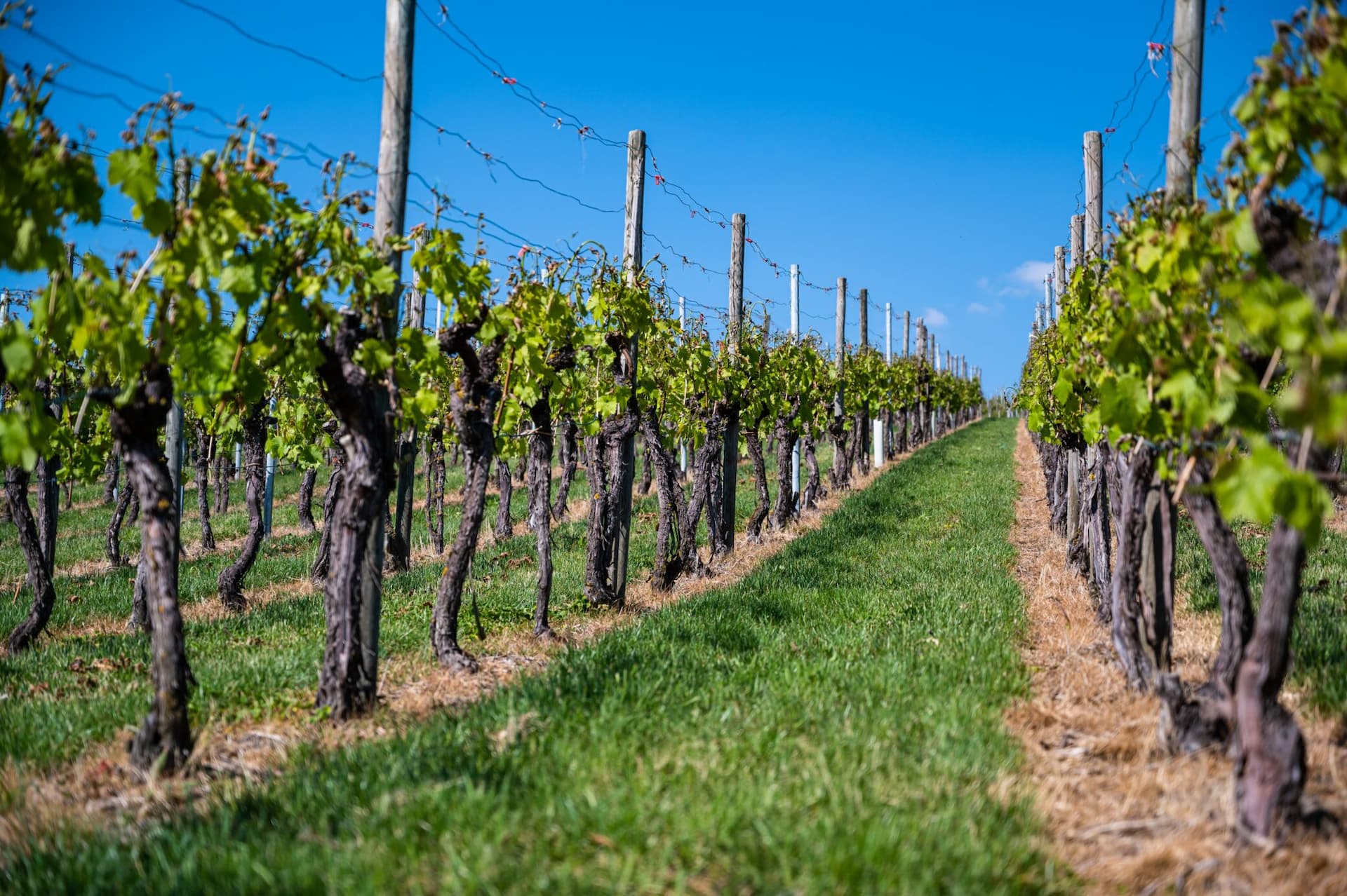 Wineries with a View