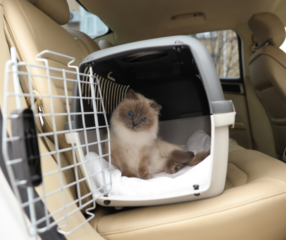 Traveling with Pets: A Comprehensive Guide